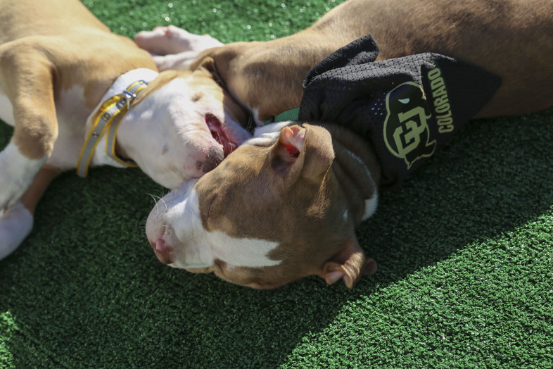 2016 Pac-12 Football Championship Game: Puppies steal the show at pregame tailgate
