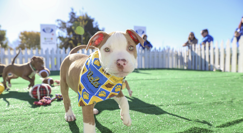 2016 Pac-12 Football Championship Game: Puppies steal the show at pregame tailgate