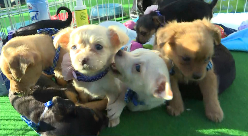 2018 Pac-12 Football Championship Game: Several puppies from Finding A Best Friend Rescue steal the spotlight in Santa Clara